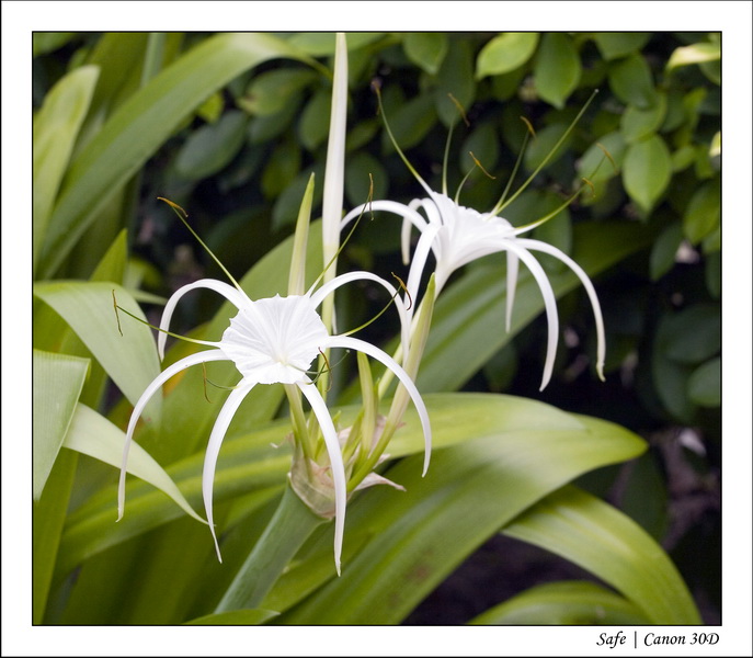 2008 - 07 - Leng Tengah - 044